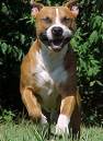 mon pitbull REX